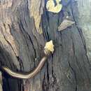 Image of Siamese Pointy-tailed Millipede