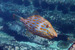 Image of Deep-bodied leatherjacket