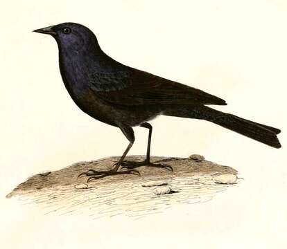 Image of Shiny Cowbird