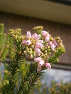 Image of Erica terminalis Salisb.