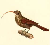 Image of Red-billed Scythebill