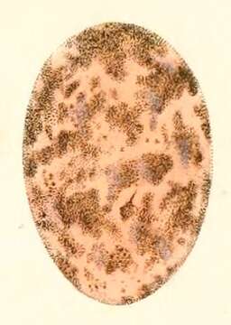 Imagem de Cyanocorax cyanomelas (Vieillot 1818)