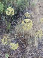 Image of Thapsia tenuifolia Lag.
