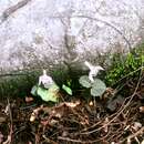 Image of Triphora trianthophoros subsp. mexicana (S. Watson) Medley