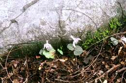 Image of Triphora trianthophoros subsp. mexicana (S. Watson) Medley