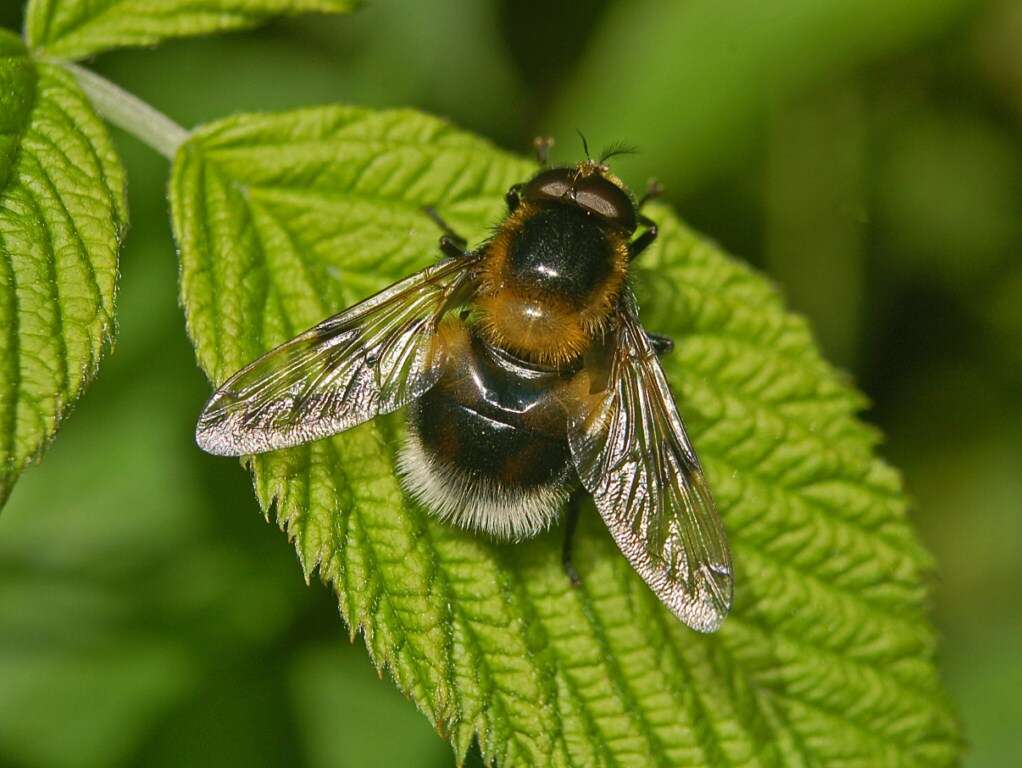 Image of bumblebee hoverfly