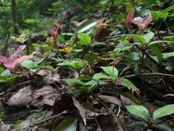 Image of Ardisia pusilla A. DC.