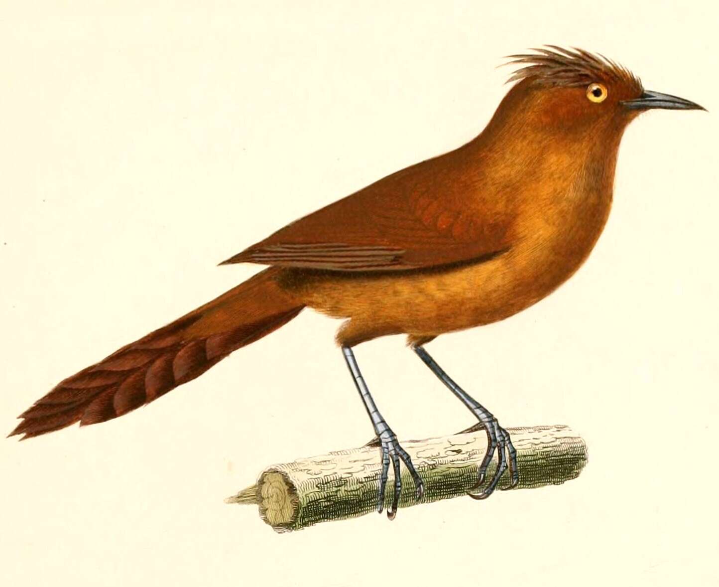 Pseudoseisura unirufa (d'Orbigny & Lafresnaye 1838)的圖片