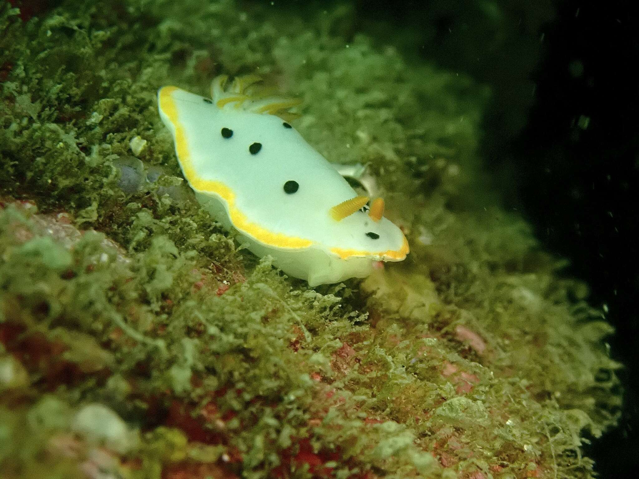 Image de Chromodoris orientalis Rudman 1983