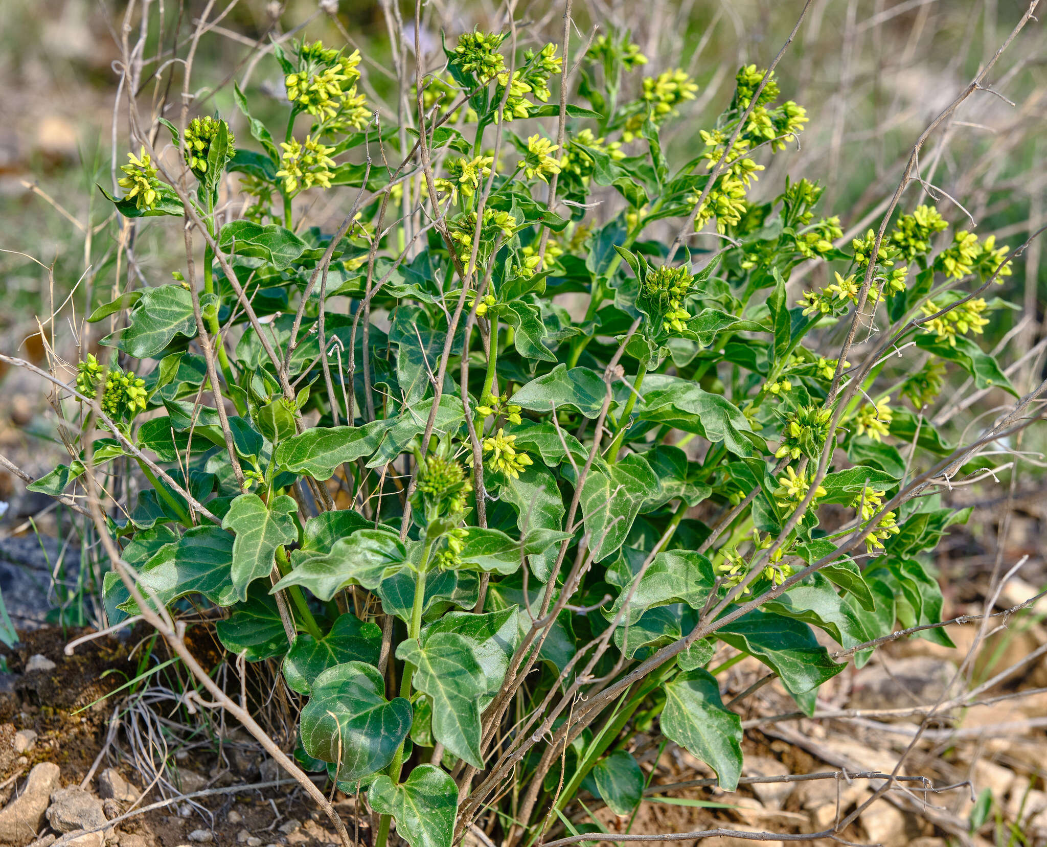 Image of Vincetoxicum hirundinaria subsp. adriaticum (G. Beck) Markgr.