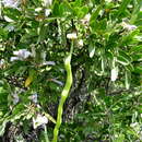 Image of <i>Dermatophyllum arizonicum</i>