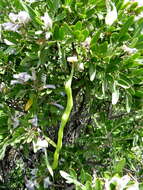 Image of <i>Dermatophyllum arizonicum</i>