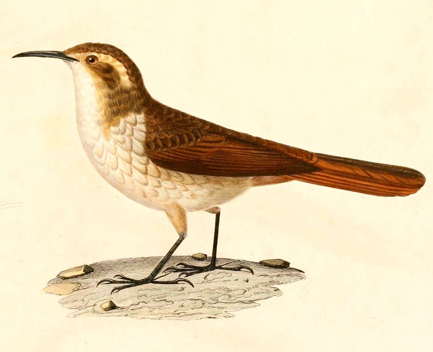 Imagem de Ochetorhynchus andaecola (d'Orbigny & Lafresnaye 1838)