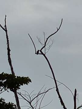 Image of Amazona auropalliata parvipes Monroe, Howell & TR 1966