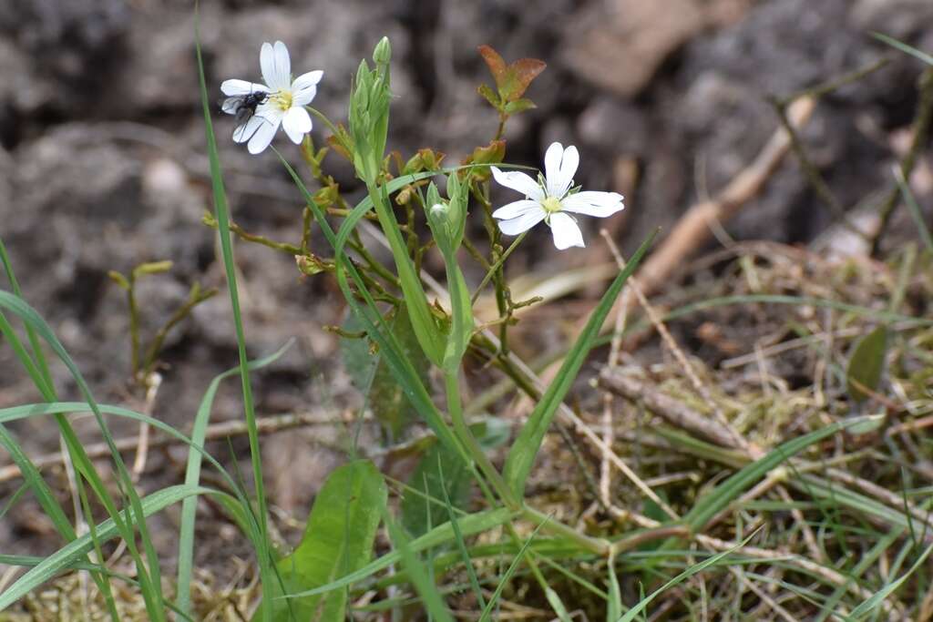 Image of Rabelera holostea