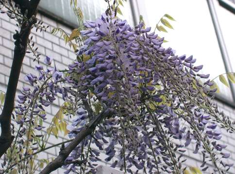 Image of Japanese wisteria