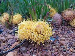 Image de Leucospermum hypophyllocarpodendron subsp. hypophyllocarpodendron