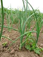 Image of garden onion