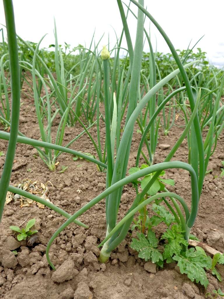 Image of garden onion