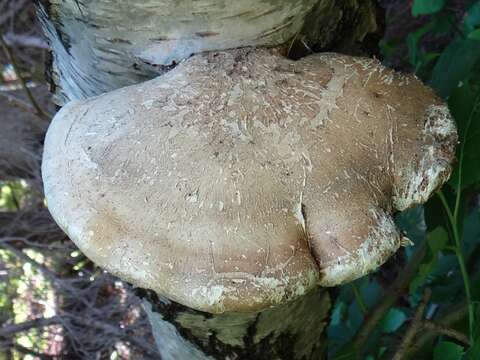 Image of birch polypore