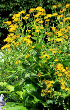 Image of Elecampane