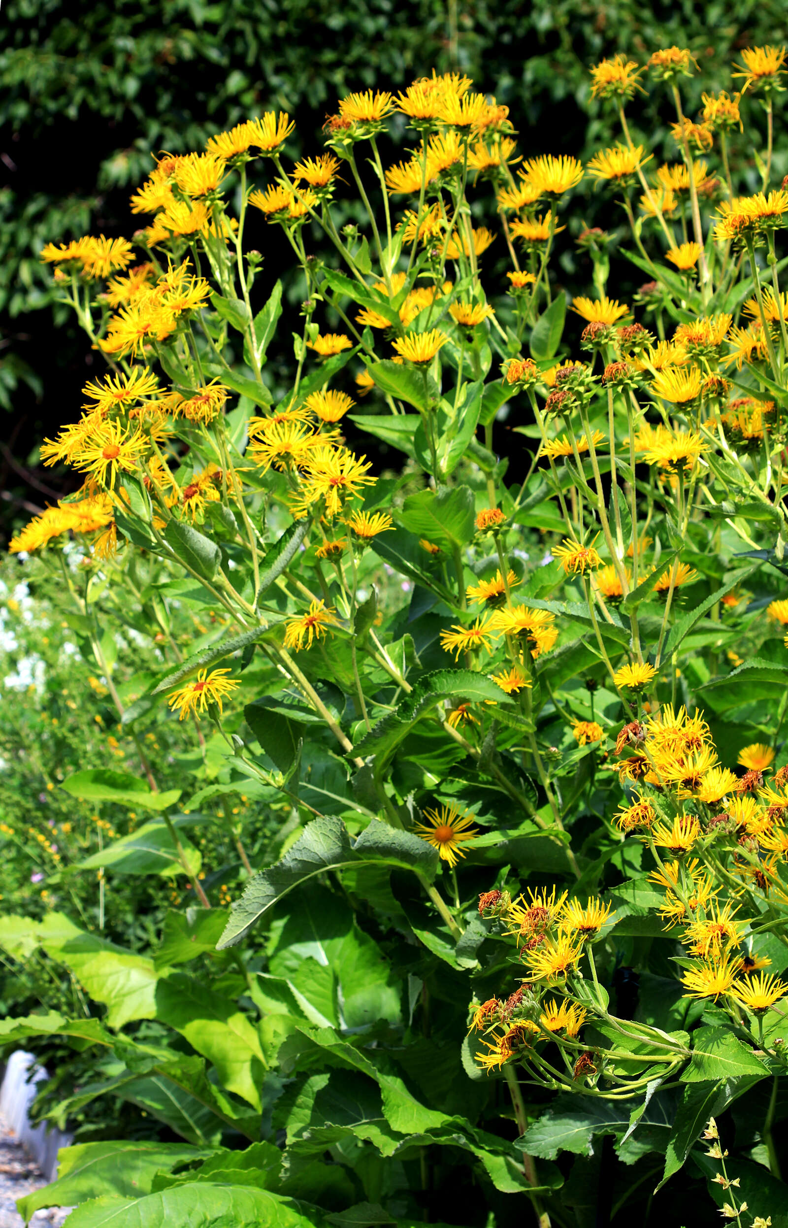 Inula helenium L. resmi