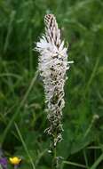 Image of Asphodelus macrocarpus Parl.