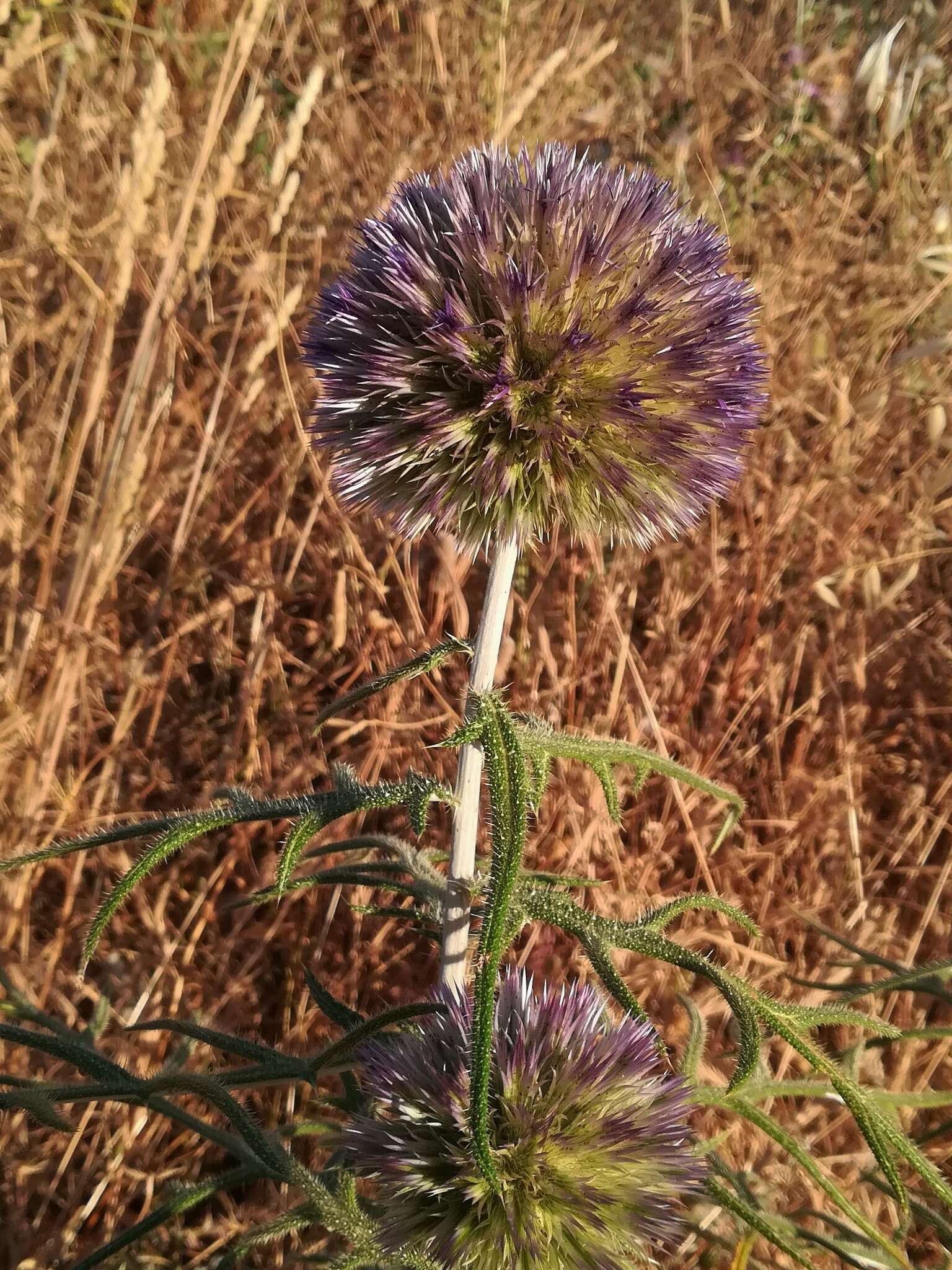 Image of Echinops strigosus L.