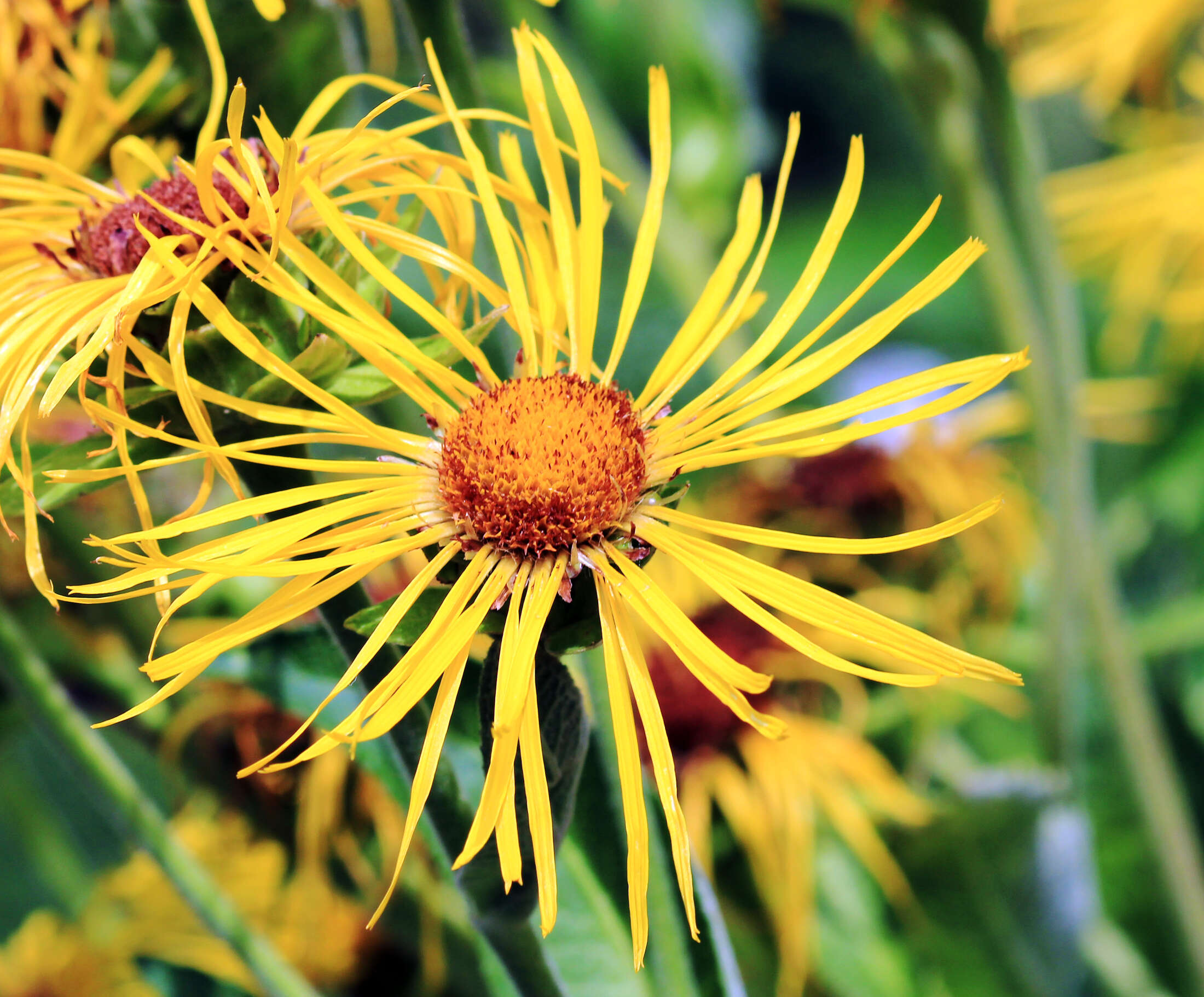 Inula helenium L. resmi