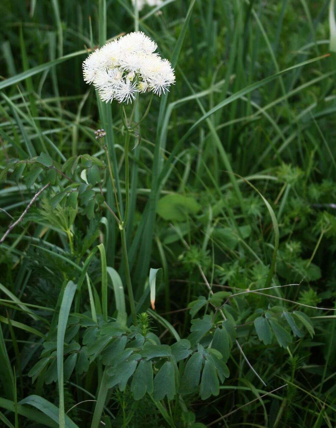 Image of Thalictrum aquilegiifolium