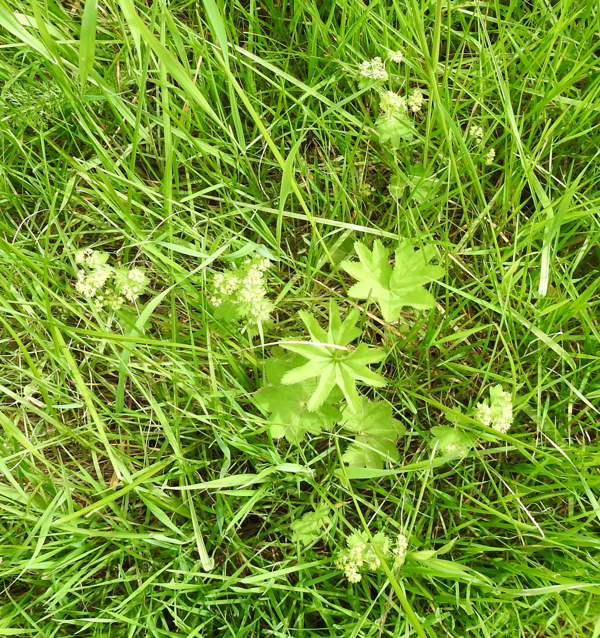 Image of broadtooth lady's mantle