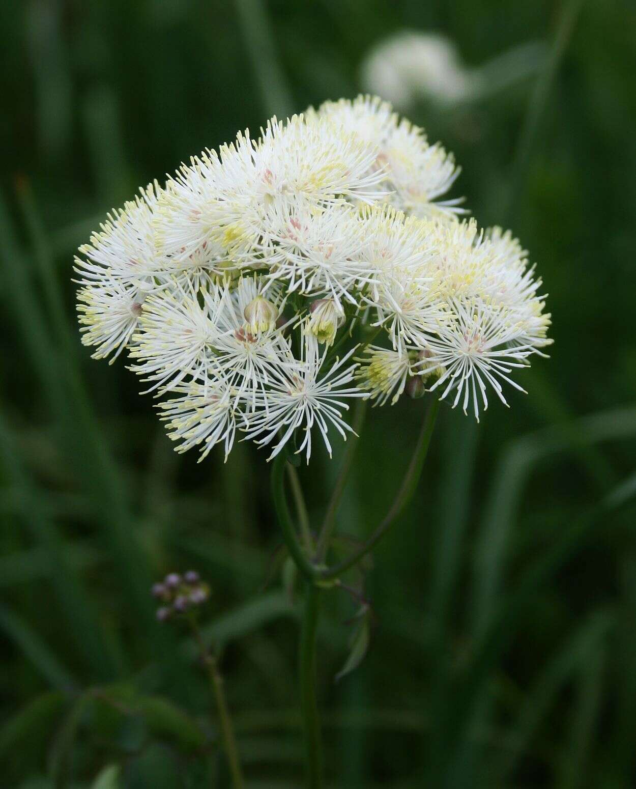 Image of Thalictrum aquilegiifolium