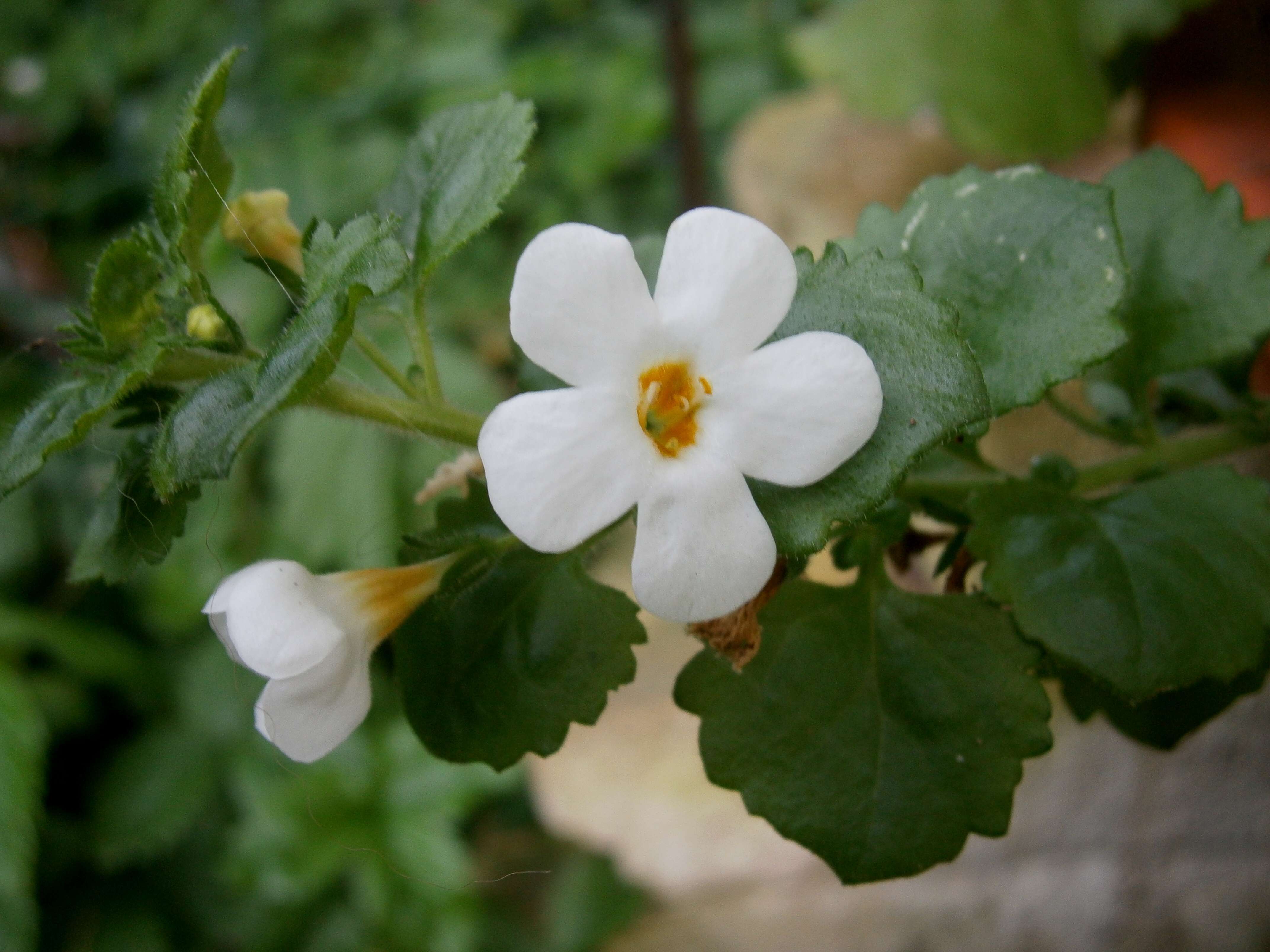 Image of Sutera cordata (Thunb.) Kuntze