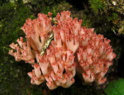 Image of Cauliflower coral