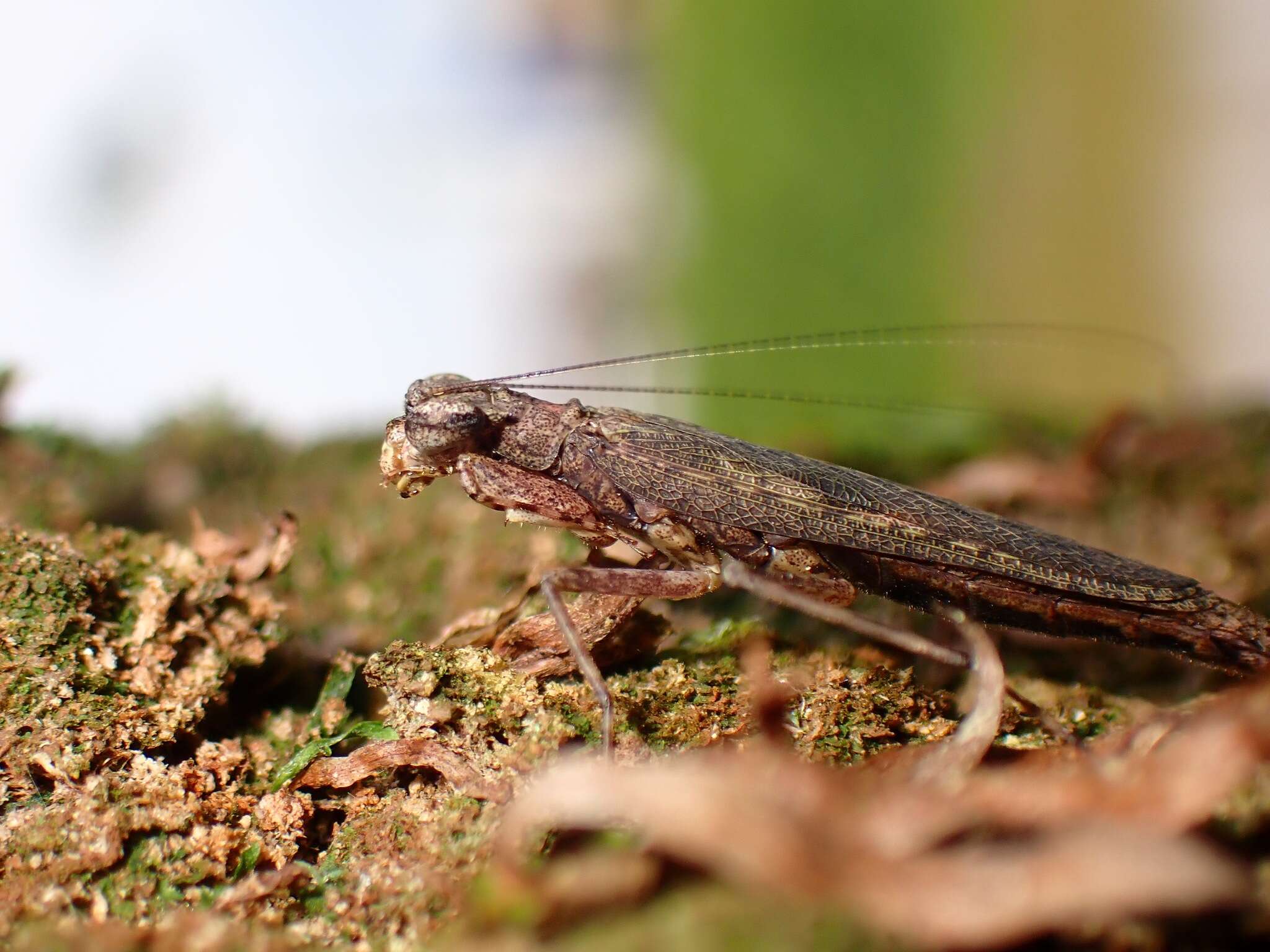 Image of Amorphoscelis singaporana Giglio-Tos 1915