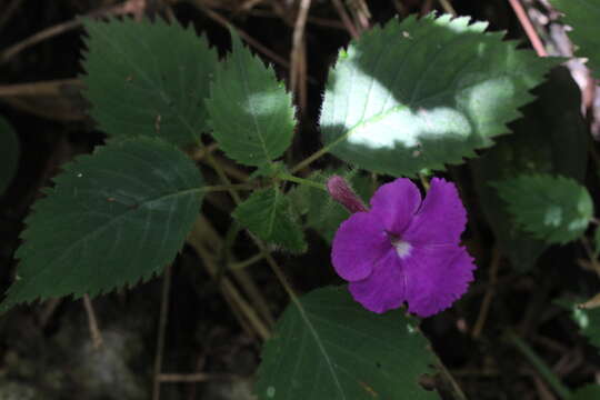 Image of Achimenes grandiflora (Schiede) DC.