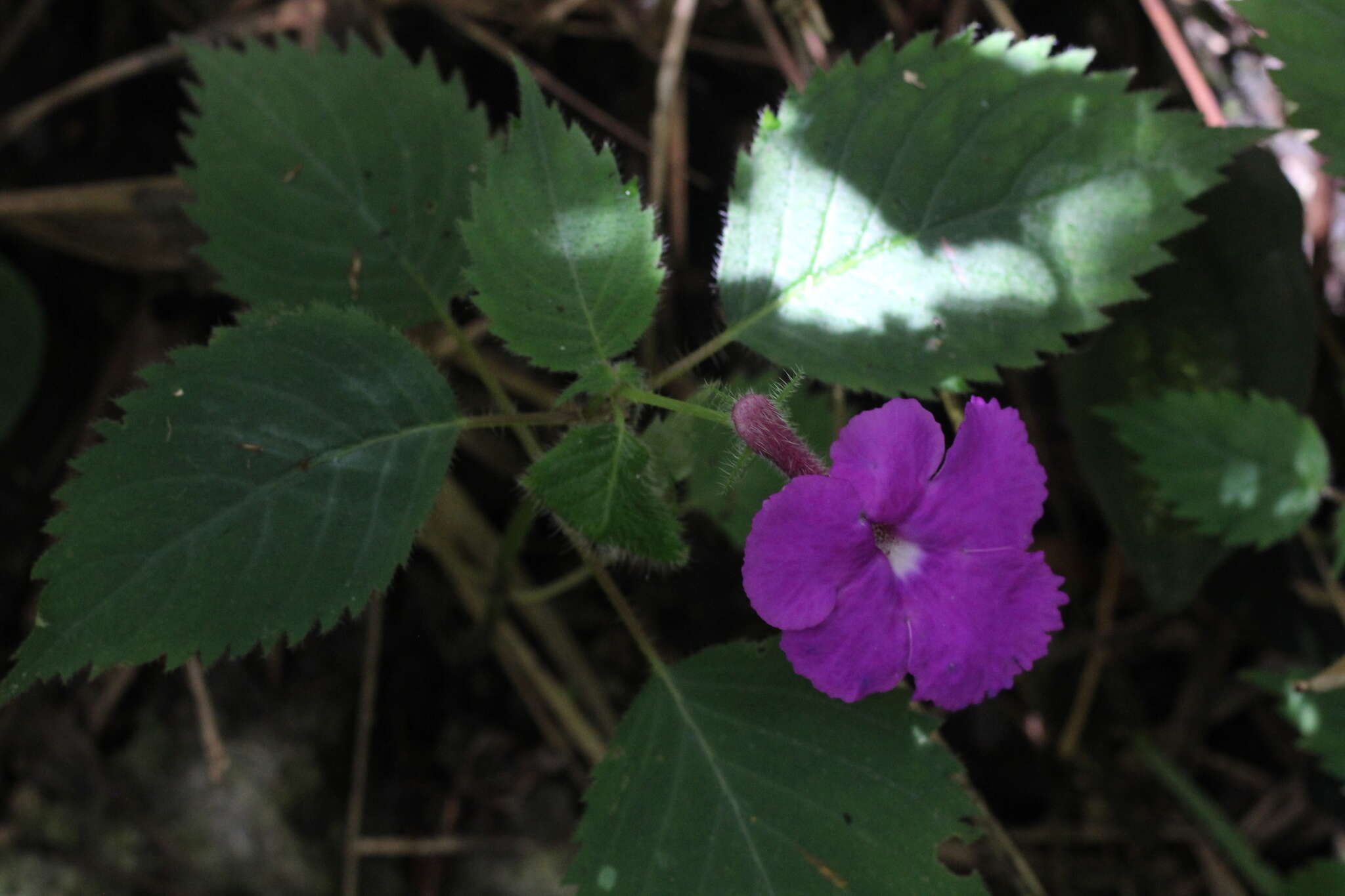 Imagem de Achimenes grandiflora (Schiede) DC.