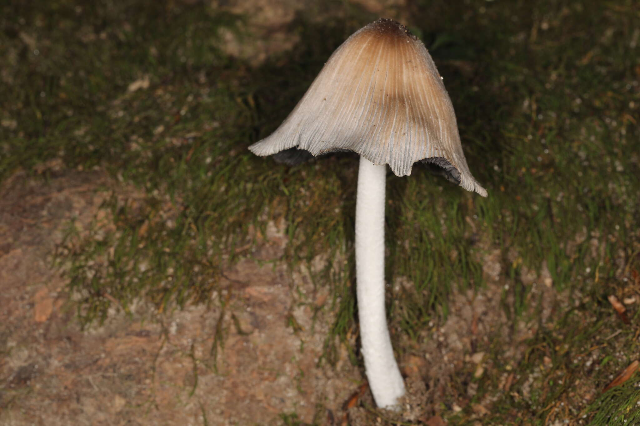 Imagem de Coprinopsis insignis (Peck) Redhead, Vilgalys & Moncalvo 2001