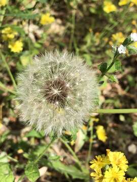 Слика од Taraxacum mongolicum Hand.-Mazz.