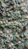 Image of Oregon crabseye lichen