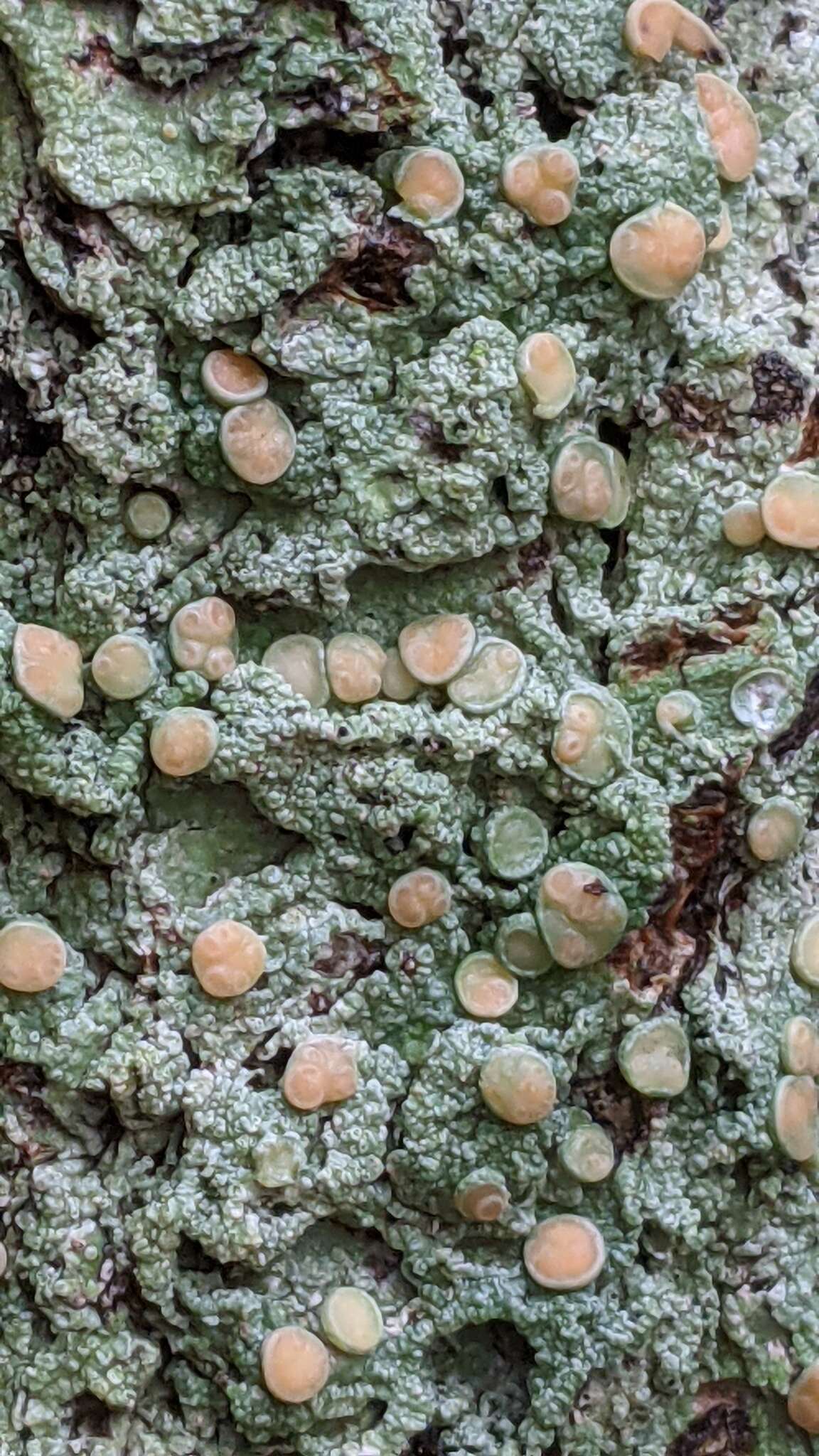 Image of Oregon crabseye lichen