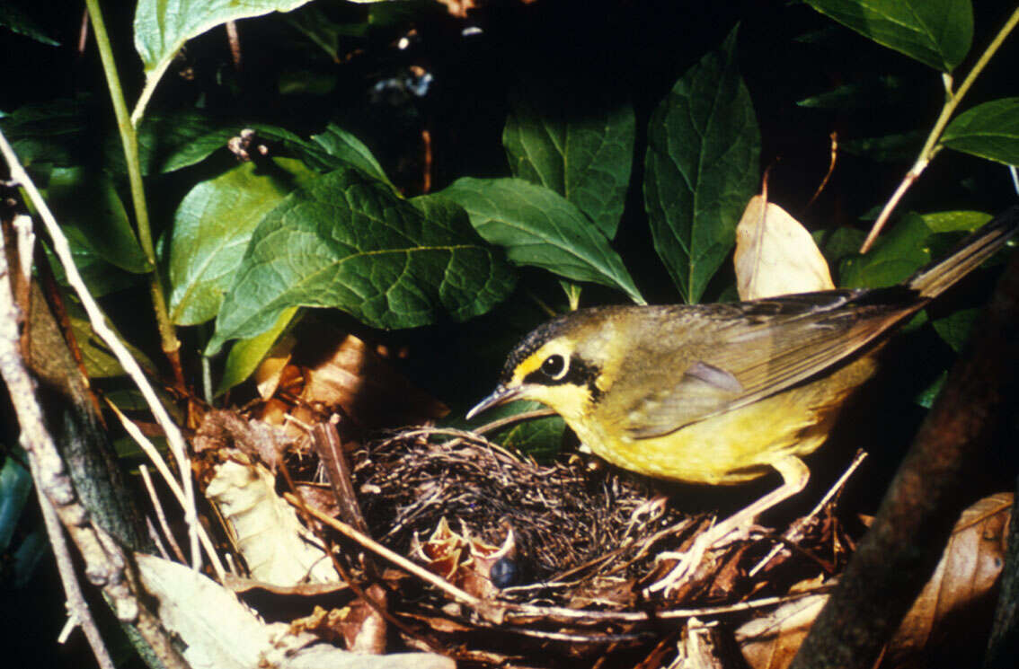 Image of Geothlypis Cabanis 1847