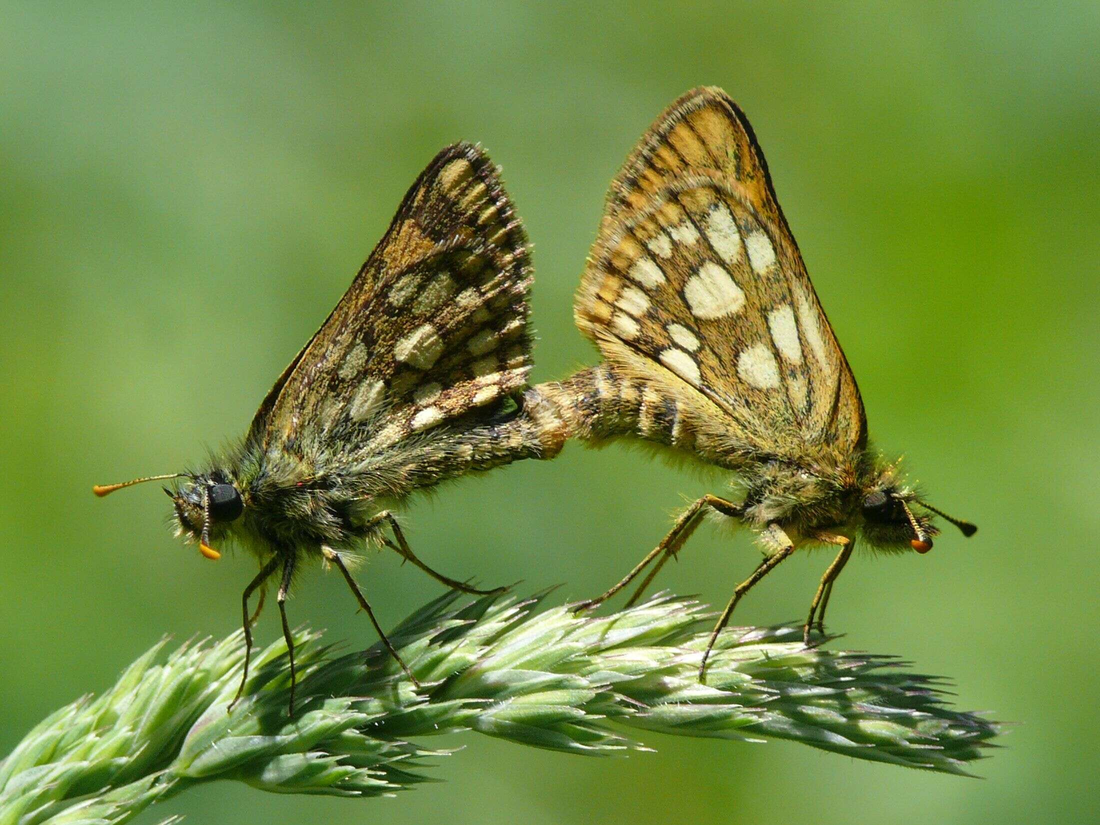 Image of Carterocephalus