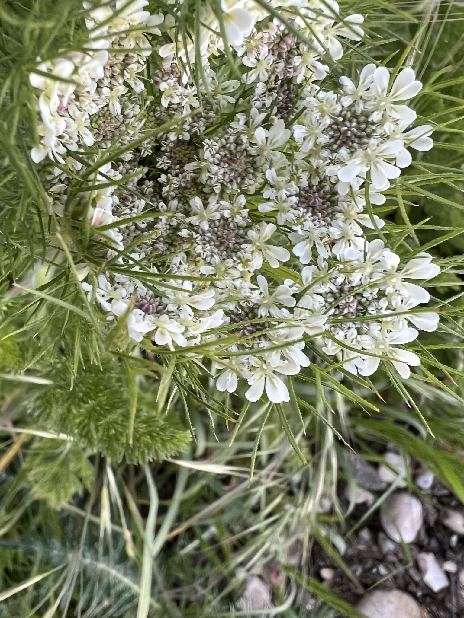 Imagem de Daucus muricatus (L.) L.