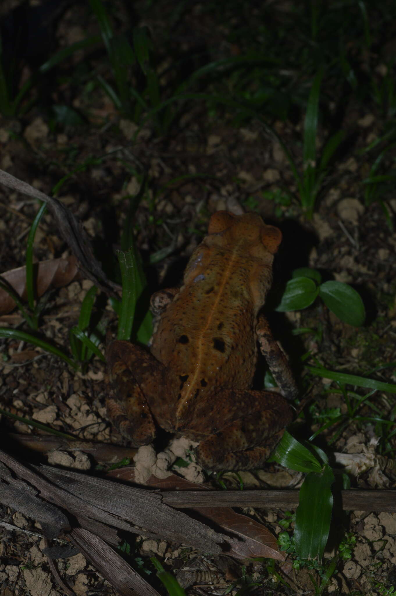 صورة Rhinella ornata (Spix 1824)