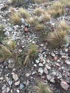 Image of serpentine reedgrass