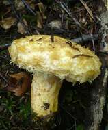 Image of Lactarius repraesentaneus Britzelm. 1885