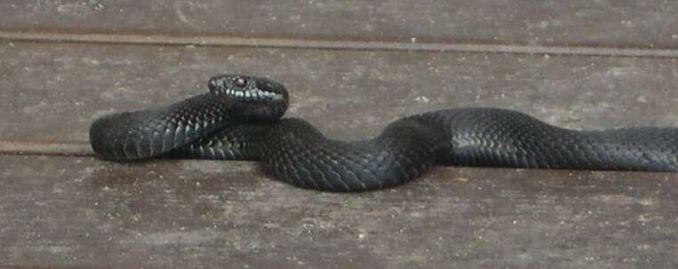 Image of Adder