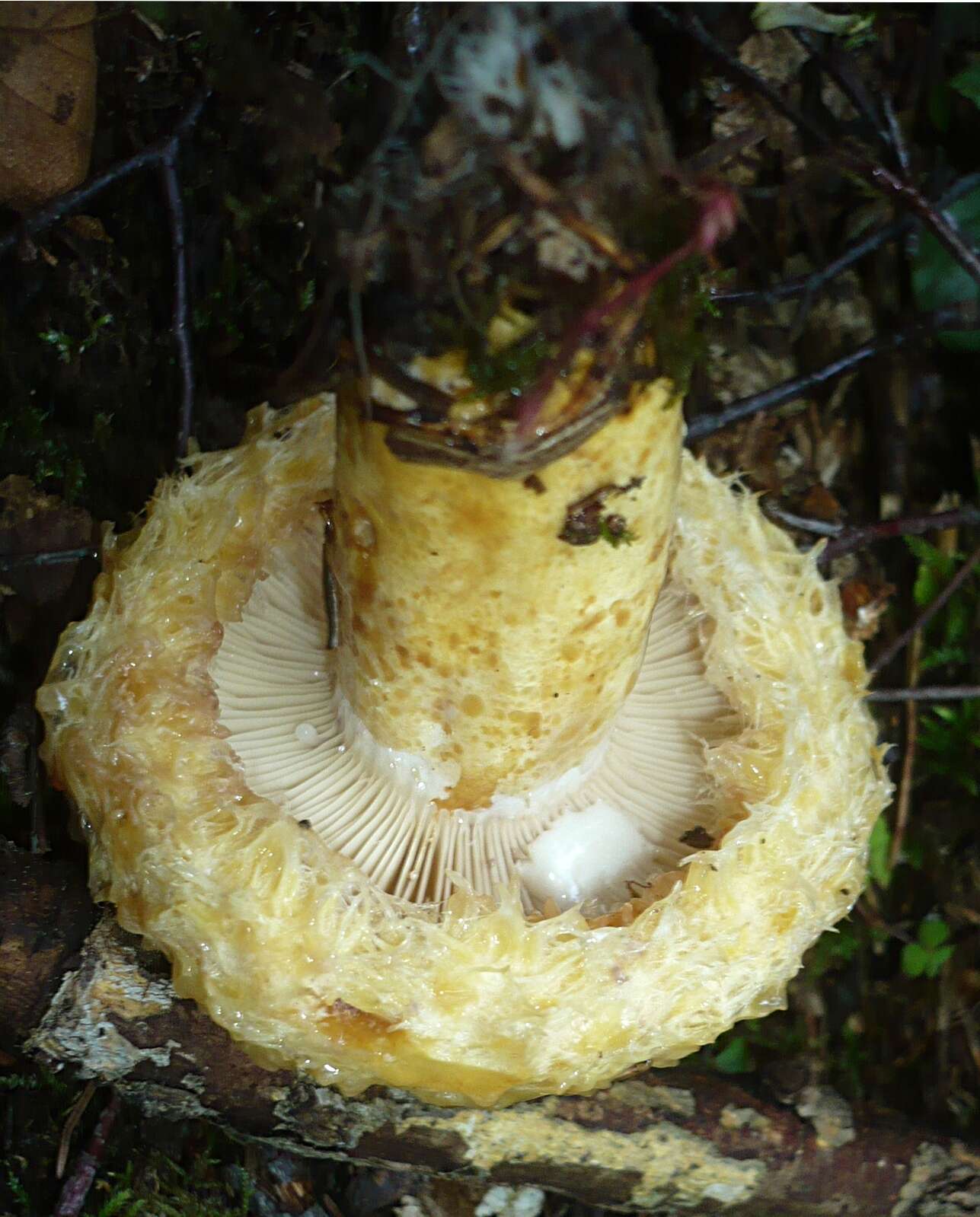 Image of Lactarius repraesentaneus Britzelm. 1885