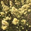 Image of broom honeymyrtle